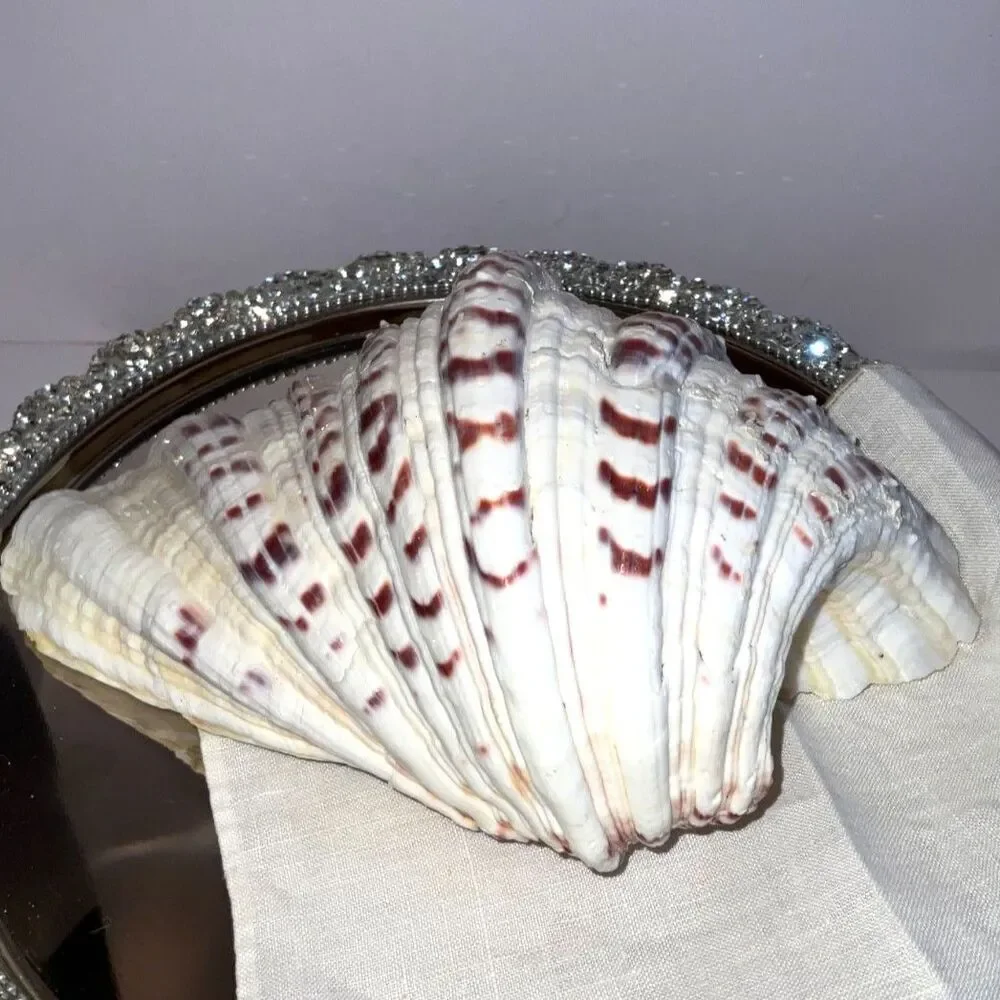Beautiful ruffled clam shell NJ beach